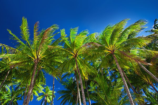 Palm trees image